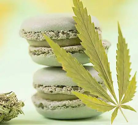 Grüne Macarons mit Teepflanze.